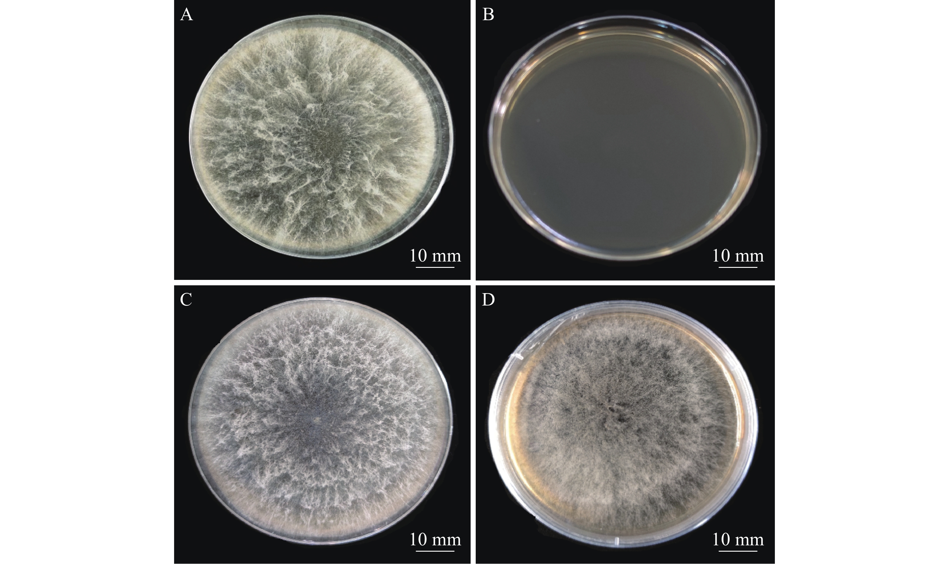 围小丛壳 Glomerella cingulata 子囊孢子交配繁殖、生物学特性及致病性
