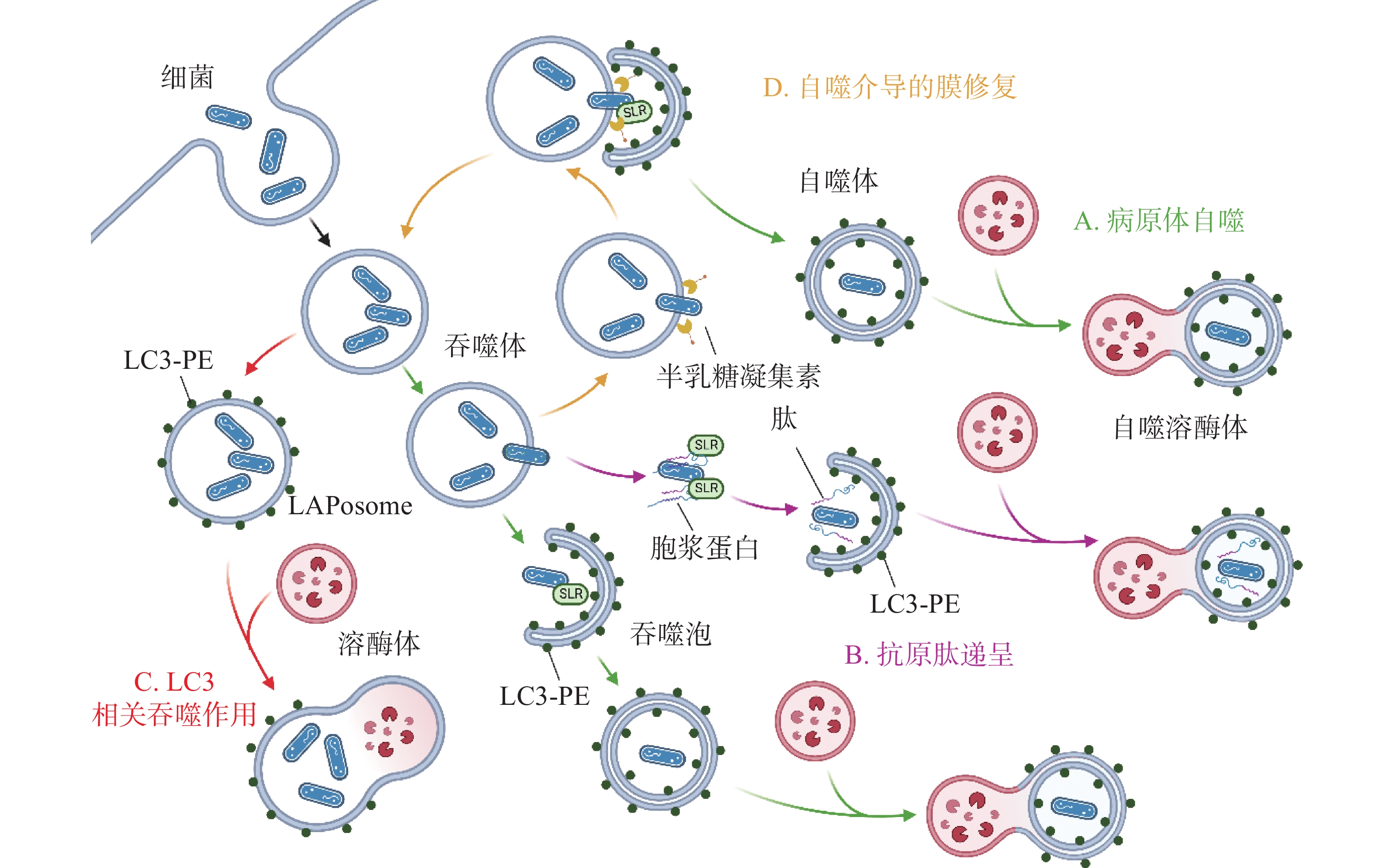 拍下病毒入侵细胞全过程，中国农科院提出用量子发光点标记病毒DNA_创事记_新浪科技_新浪网